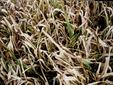 Genes clave para la lucha contra la bacteriosis vascular del arroz