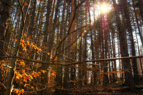 <p>Bosque del Pirineo navarro. Foto: David Gil.</p>