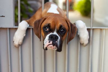 <p>Bóxer abandonado. / Fotolia </p>