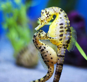 Los caballitos de mar son una de las pocas especies de peces monógamas que existen. Imagen: San Diego Shooter. Los caballitos de mar son una de las pocas especies de peces monógamas que existen. Imagen: San Diego Shooter.
