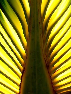 <p>Comienzo del limbo de una hoja, vista por el envés, de una <a href="http://es.wikipedia.org/wiki/Washingtonia_filifera" target="_blank"><em>Washingtonia filifera</em></a>, una de las palmeras que más se cultiva para uso ornamental y cuyos nervios salen todos del mismo sitio. Foto: Bambo.</p>