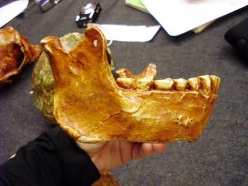 <p>Reconstrucción de una mandíbula de <em>Homo erectus</em>.</p>