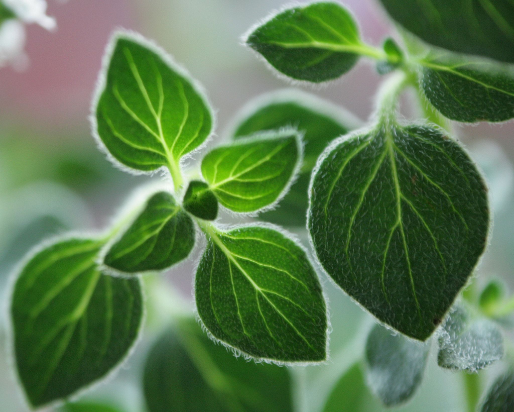 Oregano Orejon Origen Propiedades Caracteristicas Y Mucho Mas