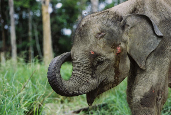 <p>Elefante de Sumatra. Foto: WWF/Adena.</p>