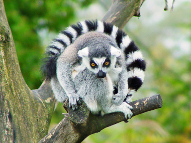 <p>Lemur. Foto: Tambako.</p>
