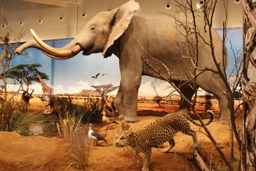 Fotografía de una parte de la exposición