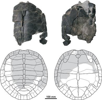 <p>Reconstrucción del caparazón hallado / SHN-GBE UNED.</p>