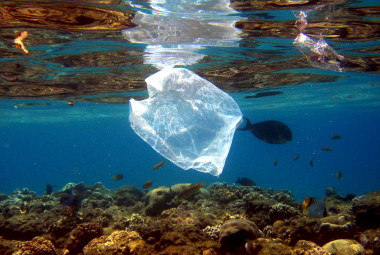 <p/>Peces y bolsas de plástico comparten espacio en el arrecife de coral que rodea el complejo turístico ” /><span style=