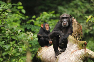 <p>Kozena y Penelope, chimpancés del Ngogo Chimpanzee Project, en Uganda. / Kevin Langergraber</p>