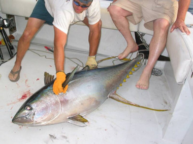 <p>Los atunes y los picudos amenazados tienen un gran valor económico y son muy apreciados en los mercados globales. Imagen: Hunt Fish Guide.</p>