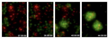 <p>La imagen muestra una secuencia de células B en cultivo marcadas con proteína fluorescente verde (GFP) rodeadas de levadura (<em>Candida albicans</em>) marcada con fluorescencia roja. Cuando el factor de transcripción C/EBPa se activa en la células B, estas se agregan y se convierten en macrófagos que ingieren la levadura. Después de 51 horas después de la activación, todos los patógenos (la levadura) han sido degradados. / Jose Luis Sardina, Francesca Rapino y Timo Zimmermann, CRG.</p>