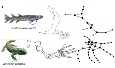 <p>Izquierda: un extinto Eusthenopteron (de la familia de los peces) y un reptil vivo Sphenodon. Derecha: redes de conexiones óseas correspondientes. / Borja Esteve-Altava</p>