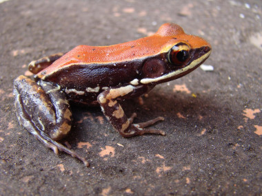 <p>Rana <em>Hydrophylax bahuvistara </em>procedente de Kerala, al sur de la India. / Sanil George y Jessica Shartouny</p>