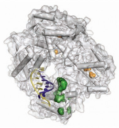 <p>Los investigadores han seguido las mutaciones en enzimas AXN polimerasas. Imagen: Vitor Pinheiro et al./Science.</p>