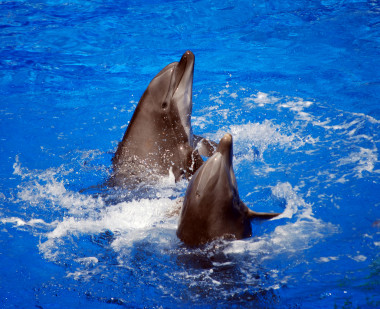 <p>La hipótesis científica que explica esta destreza es que solo los animales con capacidades vocales pueden seguir el compás. / <a href="https://www.flickr.com/photos/larahsphotography/1526716002/sizes/l/in/photolist-3jUPtG-9VYi8P-efNt55-dLGJo6-89zqSS-dGHjkp-7XEiiZ-7CrYhg-9txgt5-6A8g8r-hKxfo-95fLuB-aJGDox-7F7nDv-6tRfsw-6273Qg-gh52VW-e5Lbco-6gCx9-8AVryn-tuKEk-2NdZni-crU3W-ahCTJK-4yP4F6-732shb-6snpwa-e5NQPB-37YGfP-6bMhB-7fC4No-czYGt3-bpBbxY-m5FSth-8krYS3-nFrQf4-9ikXCt-bAGL5d-ci85os-iLY34J-epQaPa-dBjAQe-7GBqx-e3M3gD-aLXW8R-xrWfY-8HRWFd-c6gza-e5Uf6g-dHBzi8/" target="_blank">Larah McElroy</a>.</p>