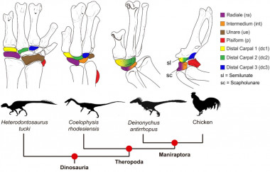 <p>Los primeros dinosaurios tenían hasta nueve osificaciones en la muñeca mientras que en aves solo mantienen cuatro. La investigación, que combina el estudio de embriones y fósiles, proporciona una visión más integrada de su evolución y propone una nomenclatura revisada./ Plos Biology</p>