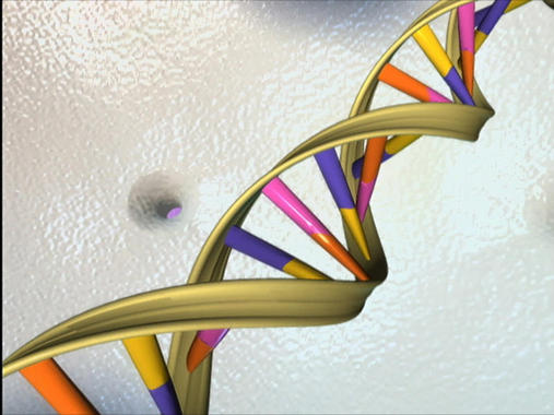 <p>Representación gráfica de la doble hélice del ADN. / National Human Genome Res.</p>