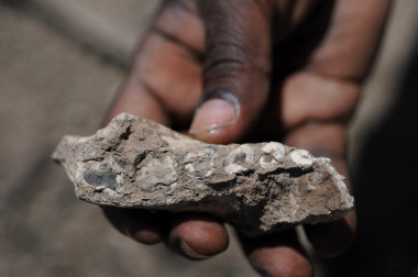 <p>Parte de la mandíbula izquierda de <em>Australopithecus deyiremeda</em> encontrada en Etiopía. / Yohannes Haile-Selassie</p>