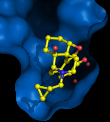 <p>Receptor opioide. Imagen: Kobilka Lab.</p>