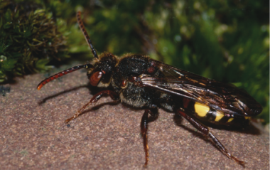<p class=" text-left">Un ejemplar de la abeja <em>Nomada leucophthalma</em>, uno de los hospedadores que han utilizado para averiguar el origen y desarrollo de la bacteria <em>Wolbachia</em>. / Christian Venne </p>