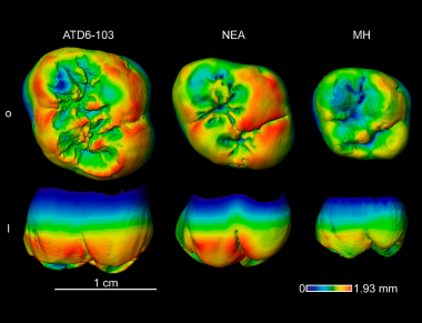 <p> Espesor de esmalte en el <em>H. antecessor</em> en comparación con el de neandertal y humano moderno. / Martín-Francés et al. 2018</p>