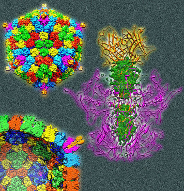 <p>Imagen de un adenovirus humano obtenida en la investigación de Reddy et al. Foto: Glen R. Nemerow.</p>