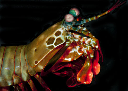 <p>Ejemplar de Odontodactylus scyllarus hembra. / Roy Caldwell.</p>
