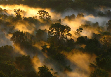<p>Bosque amazónico en Brasil. /Peter van der Sleen.</p>