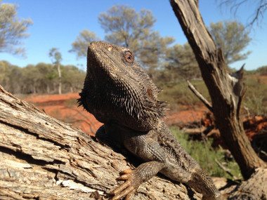 <p>Dragón barbudo (<em>Pogona vitticeps</em>) adulto en el este de Australia. / Arthur Georges</p>