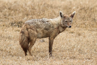 <p>Chacal en el Área de Conservación de Ngorongoro (Tanzania). / Daniel Montero López y Borja Figueirido</p>