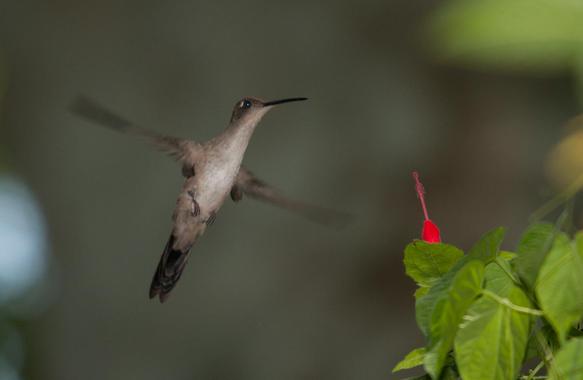 <p>Colibrí de cola hendida (<em>Campylopterus curvipennis</em>)./ PLOS ONE.</p>