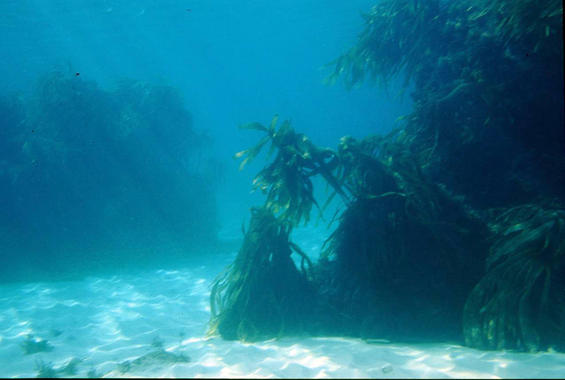 <p>Un reducto de laminarias en la costa asturiana. / José Manuel Rico Ordás.</p>