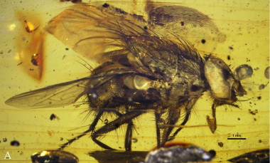 <p>Ejemplar de <em>Mesembrinella caenozoica</em> en ámbar / Cerretti et al. (2017)</p>