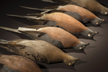 <p>El ADN recuperado de especímenes de museo, como estos del Museo de Naturaleza y Ciencia de Denver, permitió a los investigadores secuenciar y ensamblar genomas mitocondriales y nucleares de palomas pasajeras / Rene O