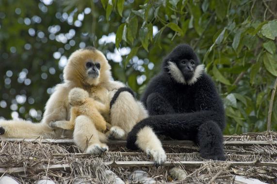 <p>Una familia de gibones de mejillas blancas norteños (<em>Nomascus leucogenys</em>) descansan en el bosque tropical de Yexianggu, China. / OHSU.</p>