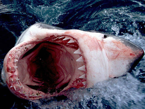 <p><a href="http://plataformasinc.es/index.php/esl/En-exclusiva/Imagenes-embargadas/El-gran-tiburon-blanco-no-procede-del-gigante-Megalodon-sino-de-otra-especie-de-escualo-extinta" target="_self">Tiburón blanco</a>. Foto: Herman Yung.</p>
