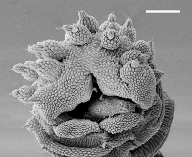 <p>Apertura de la papila de <em>Peripatus Solorzanoi</em> obtenida por microscopía electrónica de barrido. La barra es de 100 micras. / Cristiano Sampaio-Costa.</p>