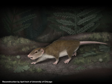 <p>Al igual que otros mamíferos nocturnos más tempranos, <em>Rugosodon eurasiaticus</em> estaba activo durante la noche. La reconstrucción muestra al animal buscando alimentos entre los helechos y cícadas en las orillas de un lago en la oscuridad. / April Isch de la Universidad de Chicago.</p>