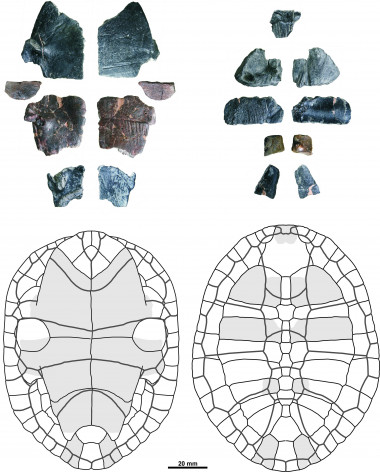 <p>Reconstrucción de los restos del caparazón encontrados / GBE UNED.</p>