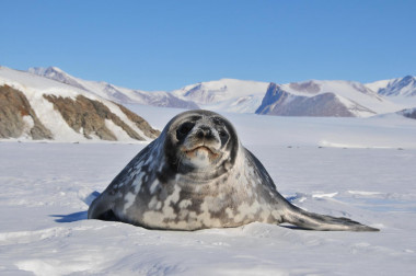<p>Una foca de Weddell en el mar de Ross, una bahía profunda entre el océano Glacial Antártico y la Antártida / <em>PNAS</em></p>