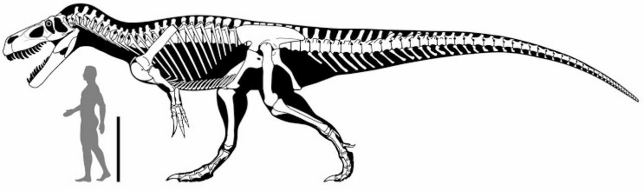 <p>Reconstrucción del esqueleto de <em>Torvosaurus </em><em>gurney</em>i y silueta de un humano. / Scott Hartman y Carol Abraczinskas.</p>