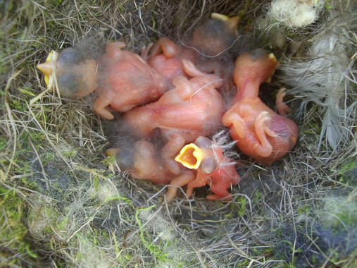 <p>Una nidada de carboneros parasitada con un herrerillo, sensiblemente más pequeño / Rafael Barrientos. </p>