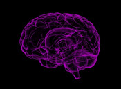 ilustración de un cerebro