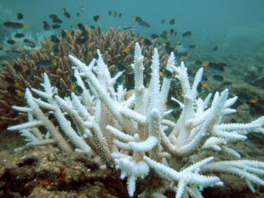 <p>Coral blanqueado en el fondo del oceáno. / Wikipedia</p>