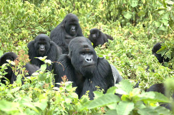 <p>Una familia de gorilas de montaña de la cordillera volcánica de Virunga en la frontera entre Ruanda, Uganda y República Democrática del Congo. / Gorilla Doctors (UC Davis)</p>