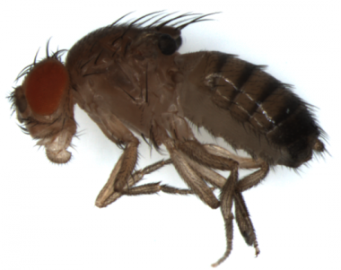 <p><em>Drosophila</em> sin alas. La eliminación de la histona H1 en el ala causa la muerte celular y la ausencia de alas. Imagen: Jordi Bernués, IRB Barcelona.</p>