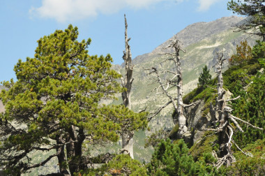 <p>Pinares de alta montaña en el Pirineo aragonés. / Fernando Valladares</p>