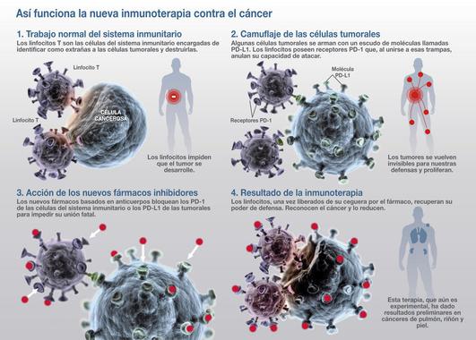 <p>Liberar a las defensas dormidas, la nueva táctica frente a los tumores. En la infografía se explica en detalle el mecanismo para eludir al ejército de defensa celular. / José Antonio Peñas / <a href="http://www.agenciasinc.es/Multimedia/Infografias/Liberar-a-las-defensas-dormidas-la-nueva-tactica-frente-a-los-tumores" target="_blank">SINC</a></p>