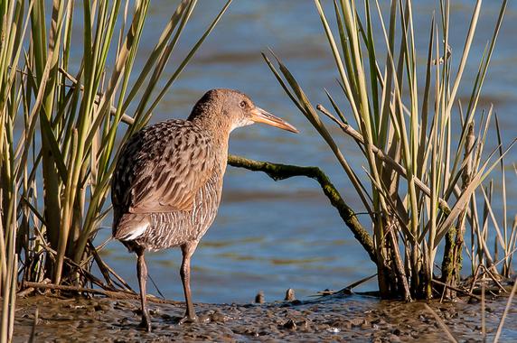 <p>Un rascón de manglar de California entre plantas de <em>Spartina </em>invasiva en una marisma de la bahía de San Francisco (EE UU). El ave, que está en peligro de extinción, se ve amenazada tanto por la extracción como por la existencia de la planta invasora. / Robert Clark. </p>