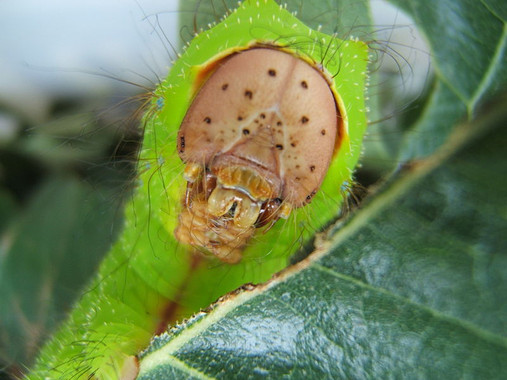 <p>Oruga de <em>Antheraea pernyi</em> aliméntandose de hojas de roble. / Wikipedia <a href="http://en.wikipedia.org/wiki/User:Kugamazog" title="en:User:Kugamazog" target="_self">Shawn Hanrahan</a></p>